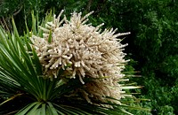 Cabbage tree.NZ