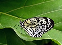 Paper Kite. Commonly known as the Paper Kite, Idea leuconoe are native to densely forested regions in South China, South Japan, Malaya, Java, Borneo, and the Philippines. These butterflies have weak, fluttery flight interspersed with gliding due to the high ratio of their wing-size to body-size. Their wings are generally a light yellow, brown, or off-white, with dark brown or black veins and spots. Original public domain image from Flickr