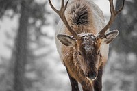 Bull elk, Mammoth Hot Springs, USA. Original public domain image from Flickr