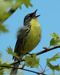 Kirtland's warbler singing in Grayling, MIKirtland's warbler. Photo By Jim Hudgins/USFWS. Original public domain image from Flickr