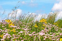 Flower field. Free public domain CC0 photo.