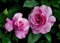 Pink roses. Original public domain image from Flickr