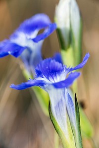 Small fringed gentian (Gentianopsis detonsa), Upper Geyser Basin