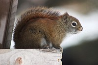 Red Squirrel in MinnesotaPhoto by Courtney Celley/USFWS. Original public domain image from Flickr