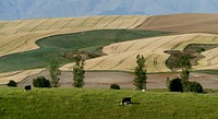 Wheat fields. A large portion of milling wheat used in New Zealand mills, particularly in the North Island, is imported from Australia. New cultivars bred specifically for the New Zealand environment compete favourably in terms of their quality, yield and reliable delivery, increasing the amount of domestic grain produced and reducing reliance on overseas markets. Original public domain image from Flickr