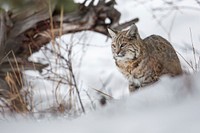 Bobcat along the Madison River. Original public domain image from Flickr