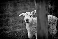 Lambs of Arnside. Original public domain image from Flickr