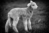 Lambs of Arnside. Original public domain image from Flickr