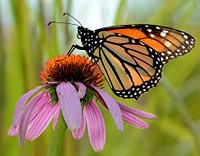 Monarch purple coneflower. A monarch butterfly on purple coneflower in Malan Waterfowl Production Area in Michigan. Original public domain image from Flickr