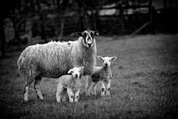 Lambs of Arnside. Original public domain image from Flickr