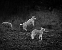 Playful lamb jumping on a grass, monotone. Original public domain image from Flickr