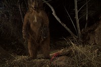 P-35 and the Bears. You never know what our camera traps are going to capture. In early December 2015, we first see P-35 at one of her deer kill cache sites in the Santa Susana Mountains northwest of Los Angeles (Note: not to be confused with the Santa Monica Mountains). Later on, an American black bear mother and her cub take advantage of the same deer!. Original public domain image from <a href="https://www.flickr.com/photos/santamonicamtns/25657571556/" target="_blank">Flickr</a>