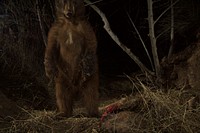 P-35 and the Bears. You never know what our camera traps are going to capture. In early December 2015, we first see P-35 at one of her deer kill cache sites in the Santa Susana Mountains northwest of Los Angeles (Note: not to be confused with the Santa Monica Mountains). Later on, an American black bear mother and her cub take advantage of the same deer!. Original public domain image from Flickr