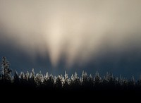 Sunrise through lodgepole pines near Nymph Lake. Original public domain image from Flickr