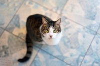 Cat looking up from the kitchen floor.