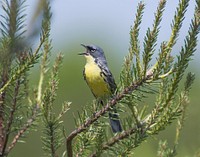 Kirtland's warbler. Original public domain image from Flickr