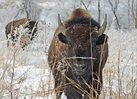 Bison at Neal Smith National Wildlife Refuge