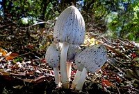 Smooth Ink Cap Fungus (Coprinus atramentarius) grown on buried wood. Original public domain image from Flickr
