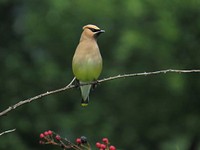 Cedar Waxwing, July 2015 Warren Bielenberg.