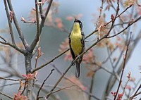 Kirtland's warbler. Original public domain image from Flickr