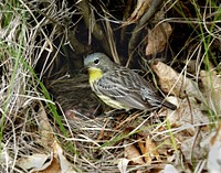 Kirtland's warbler nest. Original public domain image from Flickr