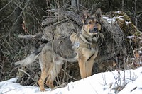 U.S. Army military working dog. Original public domain image from Flickr