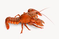 Lobster, animal, seafood isolated image