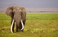 Majestic African elephant in wild. Free public domain CC0 photo.