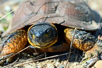 Up close Wood TurtleBy supporting Species of Greatest Conservation Need, in this case a wood turtle, the Service and state agencies are on track for better understanding and conservation of important turtle habitat.Photo by Jessica Piispanen/USFWS. Original public domain image from Flickr