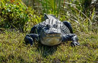 Alligator on ground. Original public domain image from Flickr