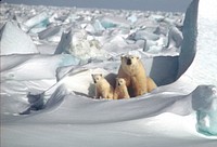 A Mom and Her Cubs. Original public domain image from Flickr