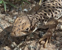 Long Nose Leopard Lizard. Original public domain image from Flickr