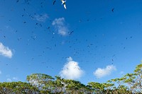 Flocks of sea and tropical birds fly near their nesting grounds on Wilkes Island in the Wake atoll. The atoll is home to thousands of resident and migratory seabirds and visting shorebirds and waterfowl and is referred to as an "oasis in an oceanic desert" by Pacific biologists. Wake Island, "Where America's Day Really Begins," is an American possession in the middle Pacific within the Micronesia subregion, 2300 miles west of Hawaii and 2000 miles southeast of Tokyo. The coral atoll comprises three islands and roughly 2.8 square miles of dry land. In recognition of its importance during WWII in the Pacific and to thousands of species of sea birds, fish, and other oceanic flaura and fauna today, Wake Island is designated as both a National Historic Landmark and part of the Pacific Remote Islands Marine National Monument. Original public domain image from Flickr