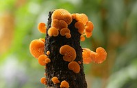 Favolaschia calocera. The orange pore fungus is an introduced tropical species in the Mycenaceae family found in Madagascar, New Zealand, Italy and Australia. The fungus presents as a bright orange stalked fan, 5mm-30mm diameter, with prominent pores on the underside. It is an invasive species in New Zealand, where it may be displacing native fungi species. It has now spread throughout the North Island and much of the South Island of New Zealand. It is found on any type of forest wood in autumn. It is not edible. Original public domain image from Flickr