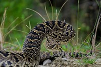 Eastern diamondback rattlesnack. Original public domain image from Flickr