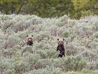 Grizzly cubs by Jim Peaco. Original public domain image from Flickr