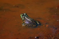 Green FrogWe spotted this green frog at the edge of a muddy puddle in northern Minnesota.Photo by Courtney Celley/USFWS. Original public domain image from Flickr