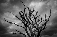 Gloomy Tree. Original public domain image from Flickr