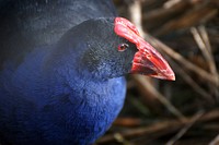 Pūkeko.(Porphyrio porphyrio melanotus)