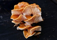 Enokitake mushroom. Flammulina velutipes grows in clusters on deciduous logs and dead trees including elm, aspen, poplar, and willow. It is widespread on hardwoods and grows on stumps, dead trees, buried wood, on roots, and in wounds of living trees. It is commonly found in moist areas and near rivers. Original public domain image from Flickr