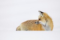 Red fox hunting near Mud Volcano by Neal Herbert. Original public domain image from Flickr