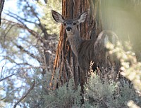 Deer in FawnskinAn apt view from biologist Robin Eliason's office.Photo by Robin Eliason/USFS. Original public domain image from Flickr