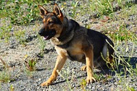 Faro, a military working dog. Original public domain image from Flickr