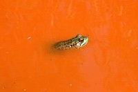 Green FrogWe spotted this green frog in a muddy puddle in northern Minnesota.Photo by Courtney Celley/USFWS. Original public domain image from Flickr