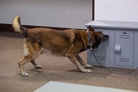 U.S. Air Force military working dog, Kahn, assigned to the 673rd Security Forces Squadron, searches for simulated hidden explosives during annual certification training at Joint Base Elmendorf-Richardson, Alaska, Oct. 14, 2016. The annual certification evaluated the military working dog team's ability to detect hidden simulated explosives and the dog's obedience to the handler's commands. This training ensures that the military working dog teams maintain their skills and operational readiness. (U.S. Air Force photo/Alejandro Peña). Original public domain image from Flickr