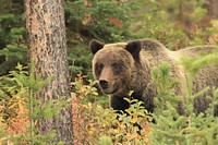 Grizzly Bear on the Bridger-Teton National Forest. Original public domain image from Flickr