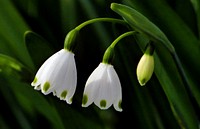 Leucojum is a small genus of bulbous plants native to Eurasia belonging to the Amaryllis family, subfamily Amaryllidoideae. As currently circumscribed, the genus includes only two known species, most former species having been moved into the genus Acis. Both genera are known as snowflakes. Original public domain image from Flickr