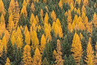 Larch Trees at Bowman. Original public domain image from <a href="https://www.flickr.com/photos/glaciernps/30689636025/" target="_blank" rel="noopener noreferrer nofollow">Flickr</a>