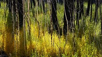 Aspen Grove regrowthFall color at the aspen grove in San Gorgonio Wilderness in Sand to Snow National Monument.Forest Service photo by Zach Behrens. Original public domain image from Flickr