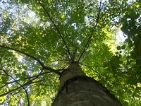 Tree from low-angle. Original public domain image from Flickr